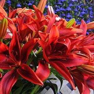 Lilium 'Monte Negro', Lily 'Monte Negro', Asiatic Lily 'Monte Negro', Asiatic Hybrids, Asiatic Lilies, Red Lilies, Lily flower, Lily Flower